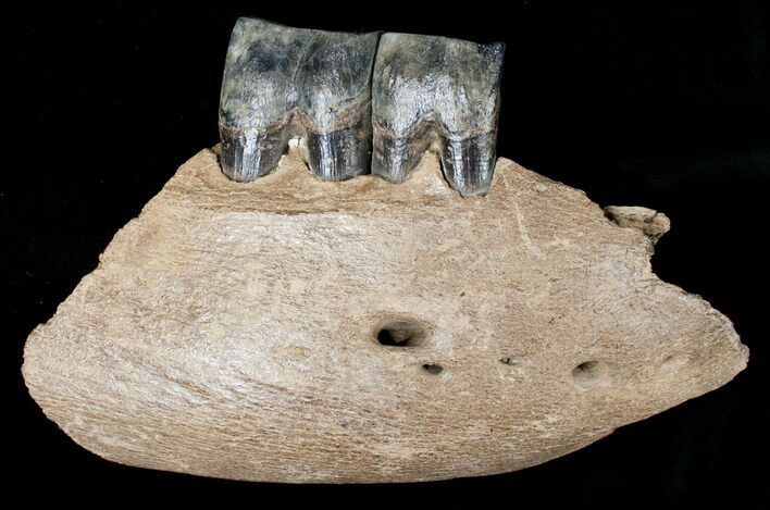 Partial Woolly Rhino Lower Jaw #3541